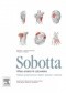 Sobotta. Tablice anatomiczne mięśni, stawów i nerwów. Atlas anatomii człowieka.