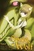 Spice & Wolf t.6