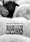 Czarna owca. Szkic biografii bł. Matki Kolumby Gabriel