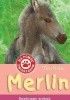 Okładka książki Merlin. Bezdomny źrebak Tina Nolan