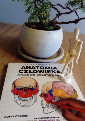 Anatomia człowieka. Atlas do kolorowania - Lawrence M. Elson, Wynn