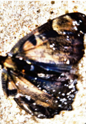 Okładka książki Kądziel i tysiącletnia tuja Edward Bolak