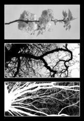 Okładka książki From Roots to Blossom Krzysztof Fiszer