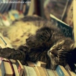 Koty i książki