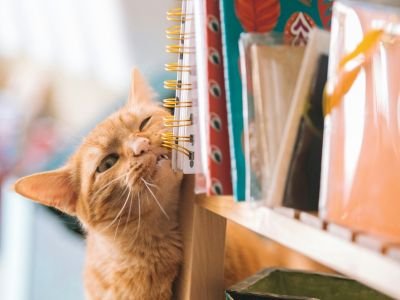 Książki na Dzień Kota, czyli co by było, gdyby pisarze byli kotami