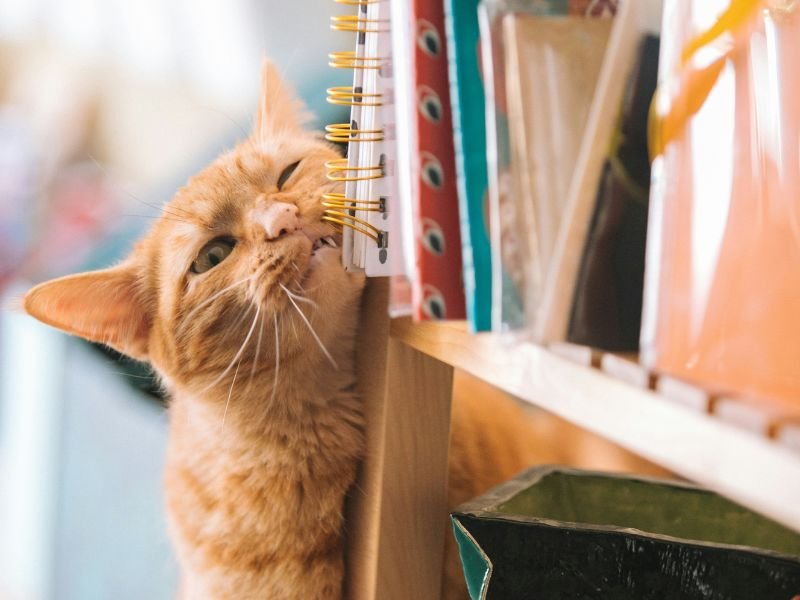 Książki na Dzień Kota, czyli co by było, gdyby pisarze byli kotami