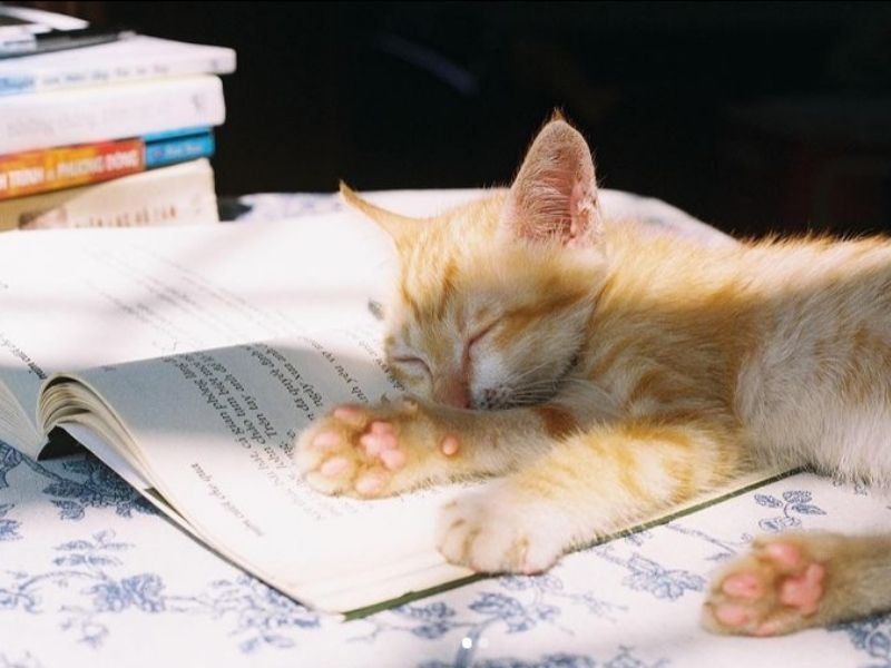 Kot biblioteczny: najlepszy sposób na zwiększenie liczby czytelników?